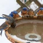 Group of bluebirds at winter birdbath.