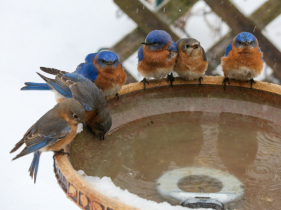 6 Easy Tips to Keep Your Bird Bath From Freezing featured image