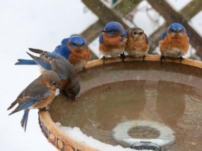 Group of bluebirds at winter birdbath.