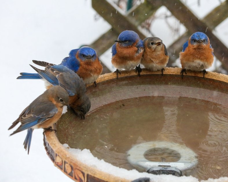 Group of bluebirds at winter birdbath.