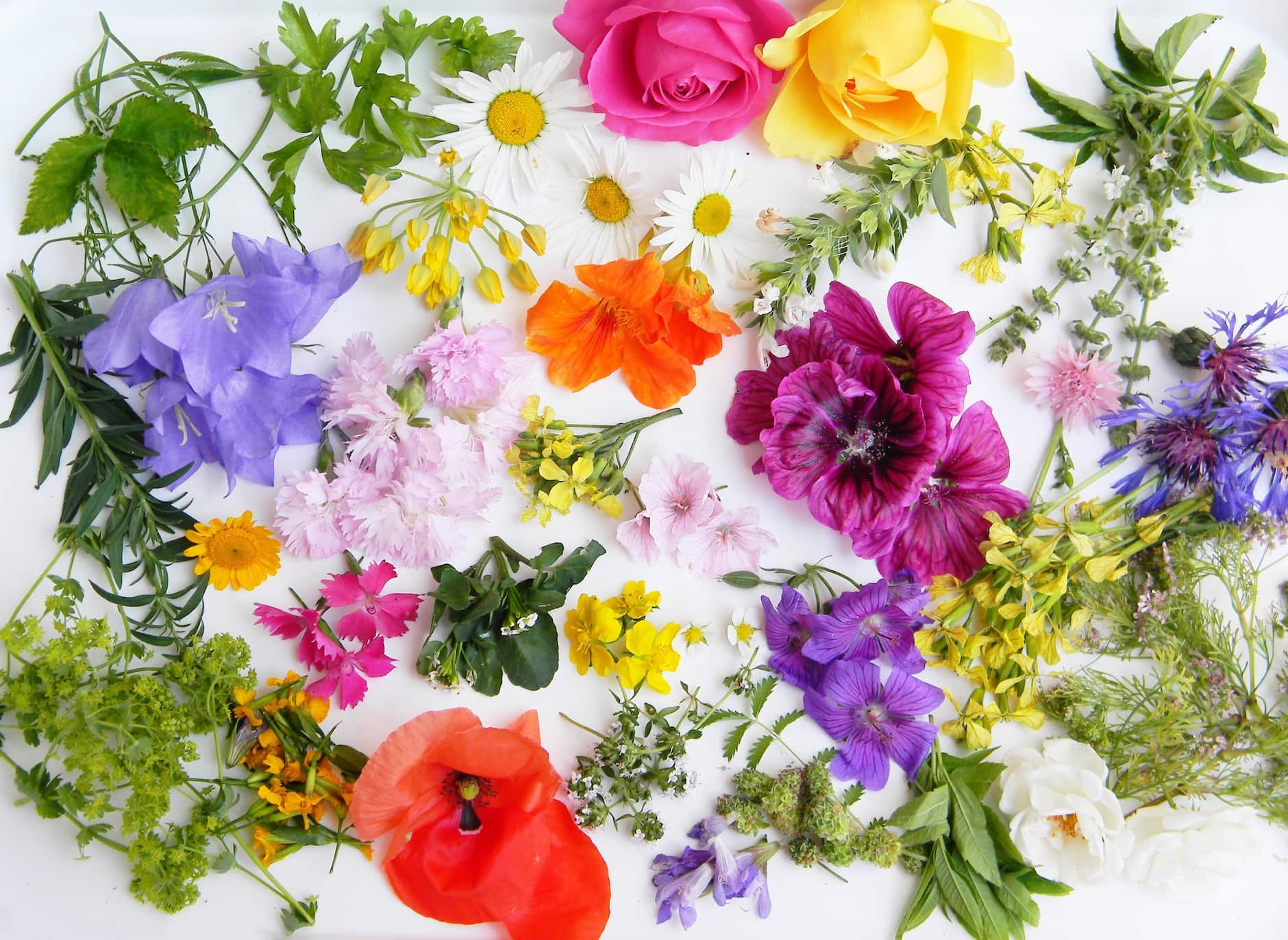 Using and Growing Edible Flowers for Floral Design