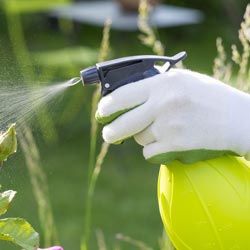 Chrysanthemum Pest Control Spray