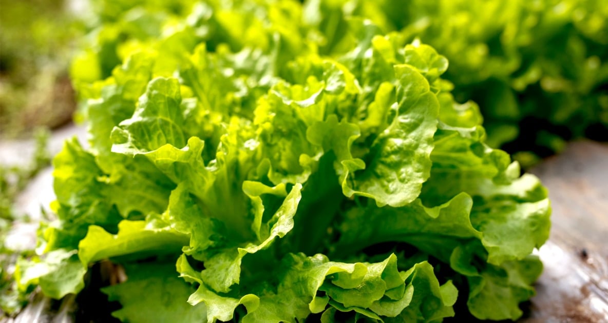 Lettuce - Seed