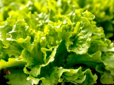 Lettuce - Seed