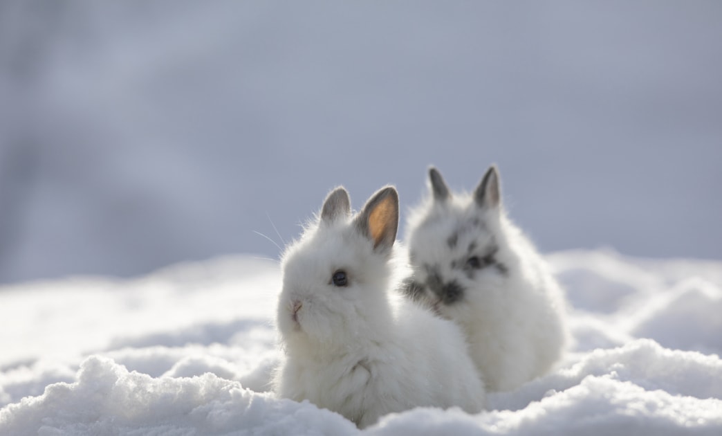 Two little white rabbit in the snow in winter.