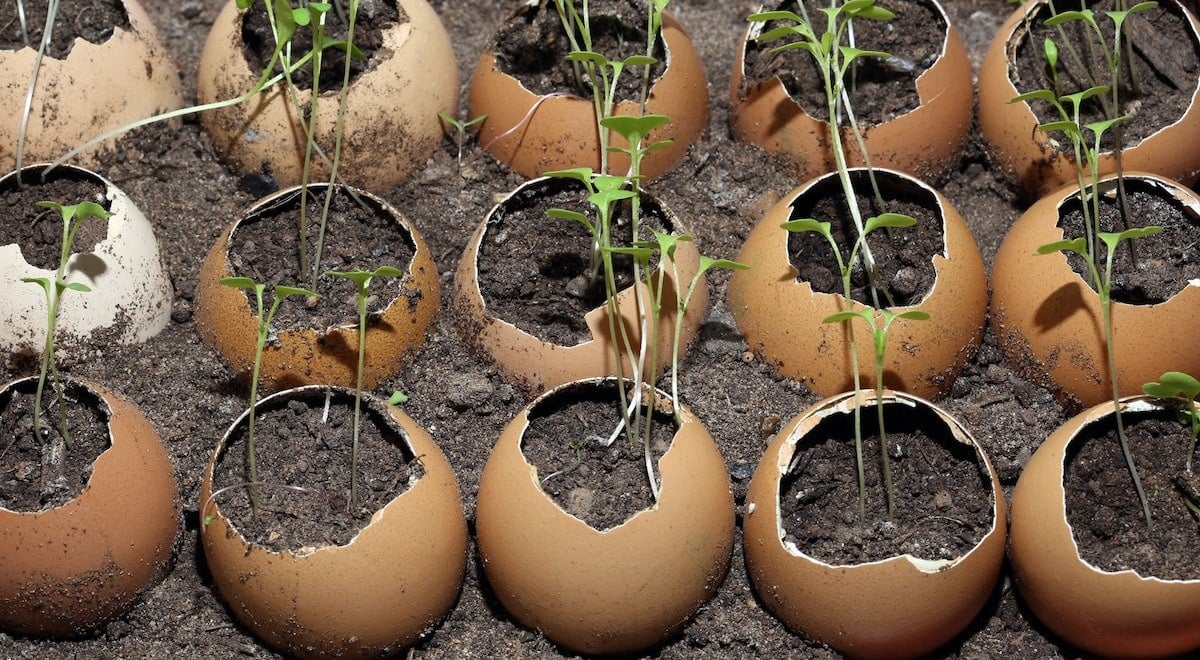 close-up of seedlings in the eggshell