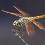 Close up of dragonfly.
