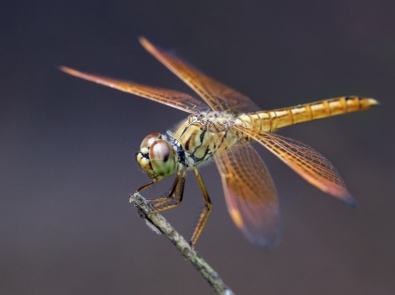 Close up of dragonfly.