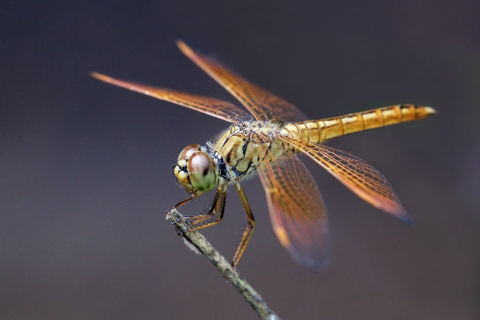 Close up of dragonfly.