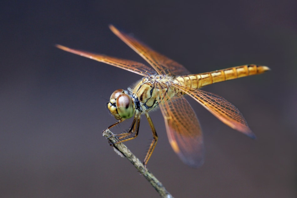 Attract Dragonflies For Mosquito Control Farmers' Almanac