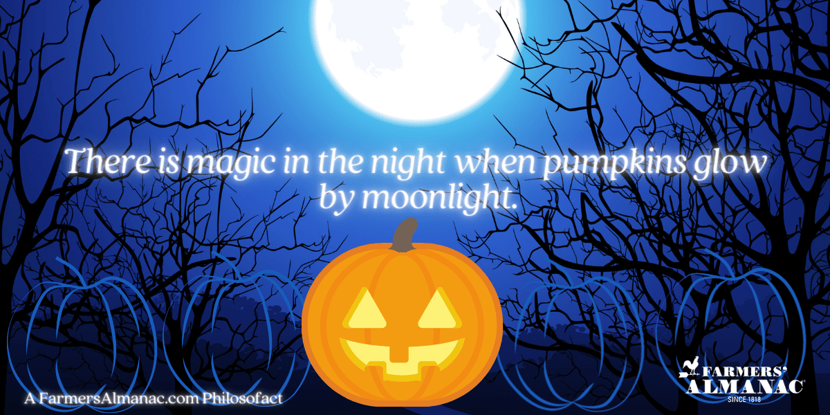 There is magic in the night when pumpkins glow by moonlight.image preview