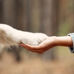 Dog is giving paw to the woman. Dog's paw in human's hand. Domestic pet.