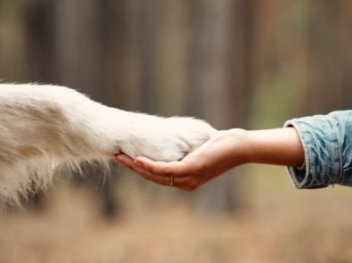 Why Your Dog’s Paws Smell Like Fritos And Other Fun Facts About Man’s Best Friend featured image