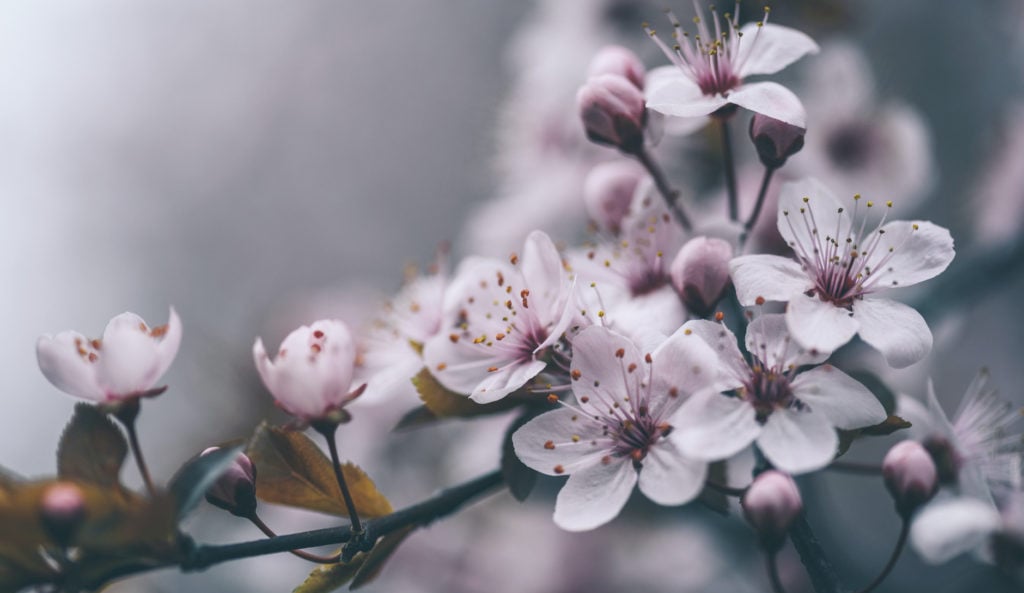 17 facts to know about Sakura flowers