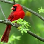 cardinal in a tree