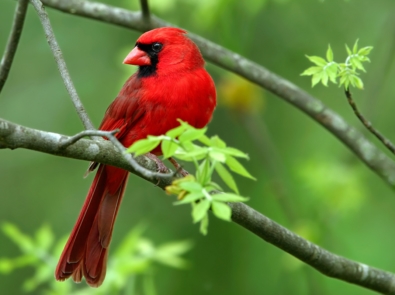 Meaning of The Cardinal: Legends, Lore, and Spiritual Symbolism featured image