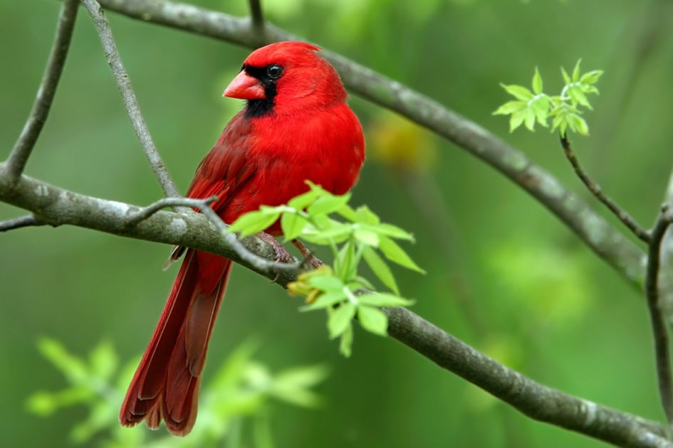 cardinal in a tree