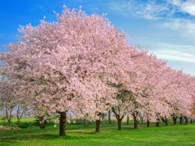 a row of cherry blossoms on green grass