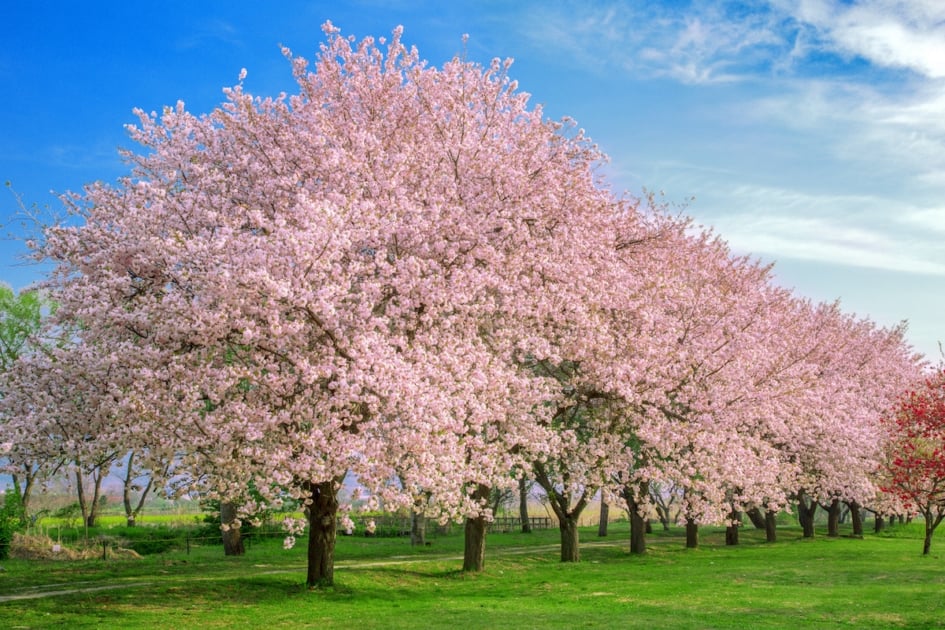 a row of cherry blossoms on green grass