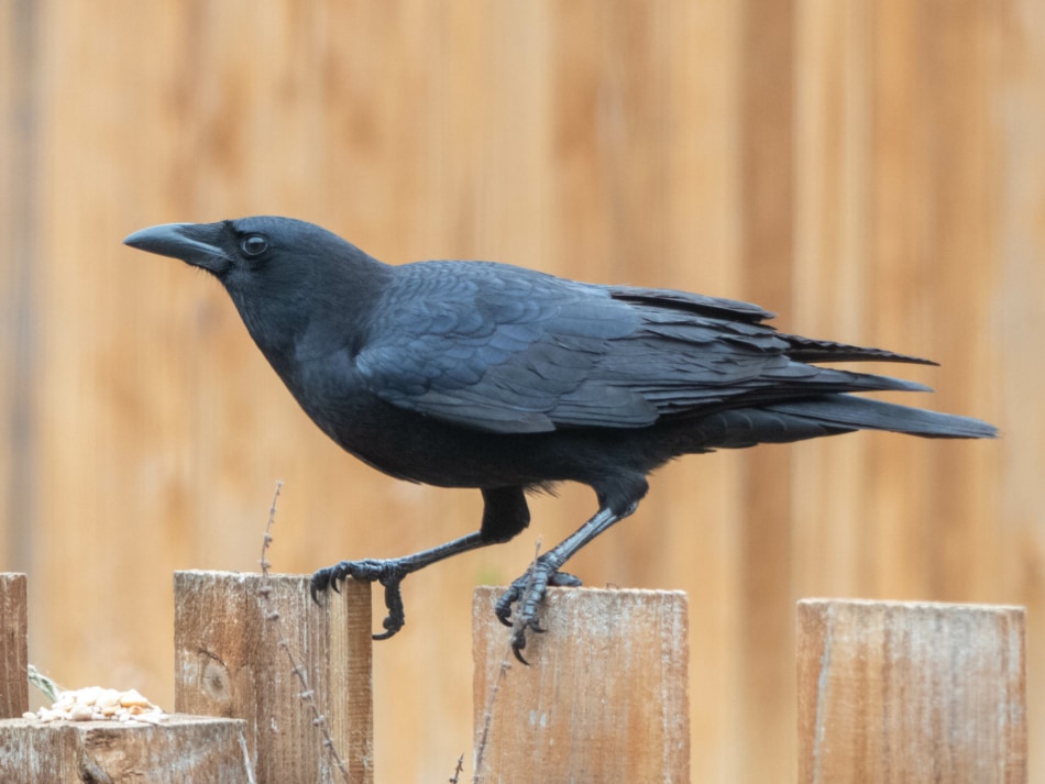 American crow - Common raven