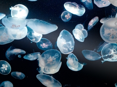 10 Cool Facts About Jellyfish You Didn’t Know featured image