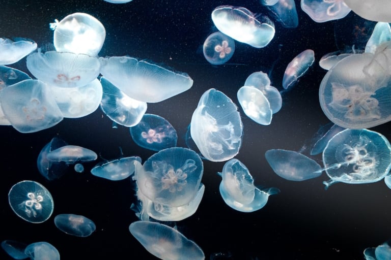 10 Cool Facts About Jellyfish You Didn't Know - Farmers' Almanac - Plan ...
