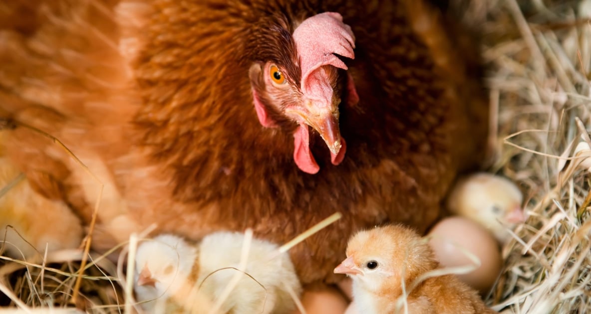 Chicken watching over hatchlings.