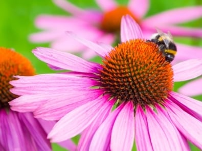 Pollinator - Thymophylla tenuiloba