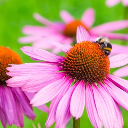 Attract Pollinators To Your Garden image