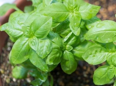 Basil - Lemon basil