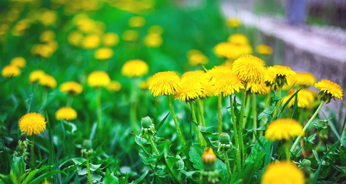 Dandelion coffee - Dandelion