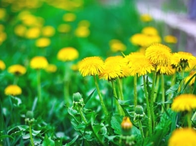 Think Dandelions Are Just A Weed? Think Again! featured image