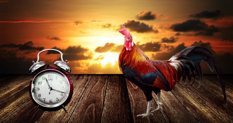 Rooster standing next to antique clock with sun setting in the background.