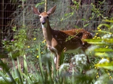 Easy DIY Deer Repellent Recipe featured image