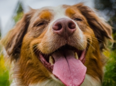 Dog - Veterinarian