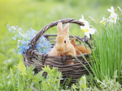 Hop On Over To Our Easter Forecast featured image