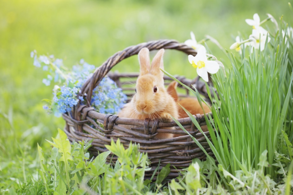 Brown rabbit in a basket next to white flowers.