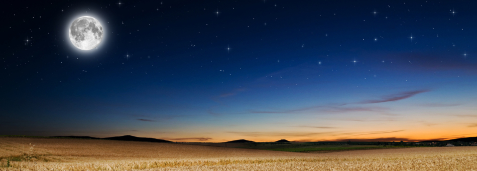 Night time over a corn field with stars shining above. 