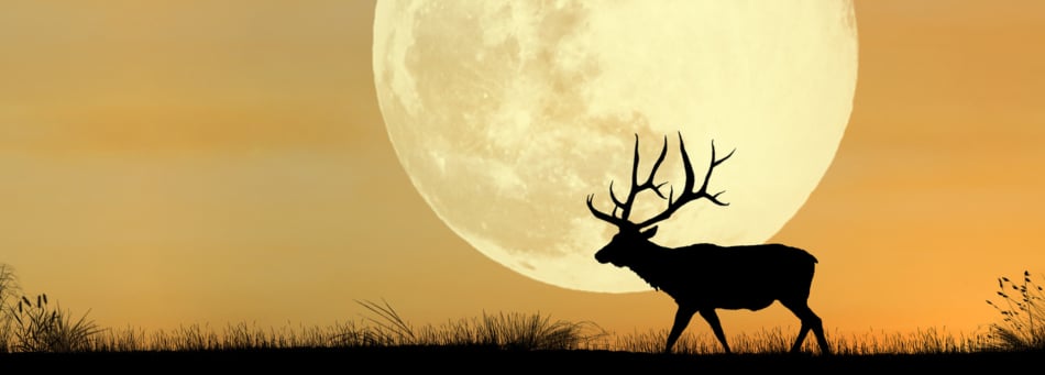 A silhouette of a deer walks past a full moon appearing over the horizon.