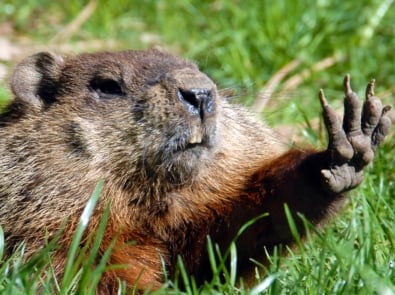 Groundhog Day 2025: Forecast, Facts, and Folklore featured image