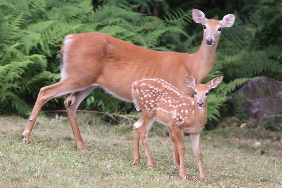 White-tailed deer - Deer