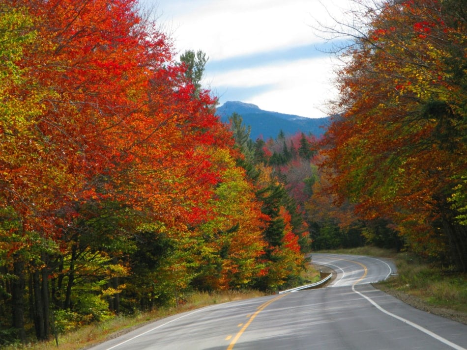 Trees with autumn colored leaves along Kancamagus Scenic Highway in the White Mountains of New Hampshire.