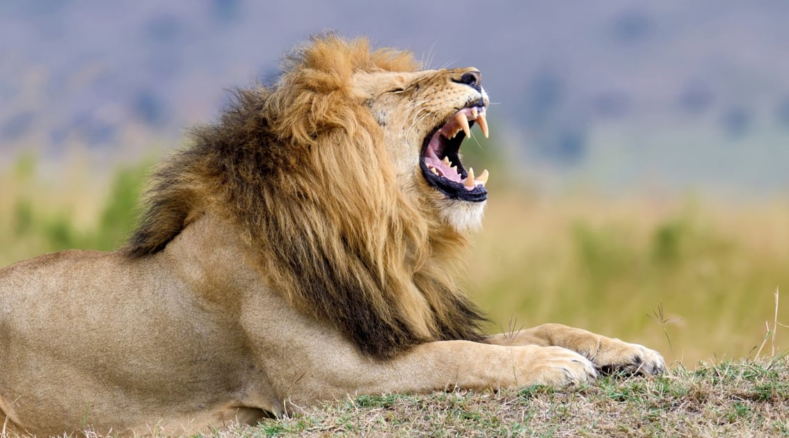 Lion lying down and roaring or yawning.