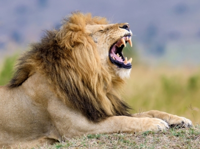 Lion lying down and roaring or yawning.