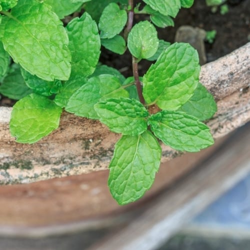 Plant Mint In Containers image