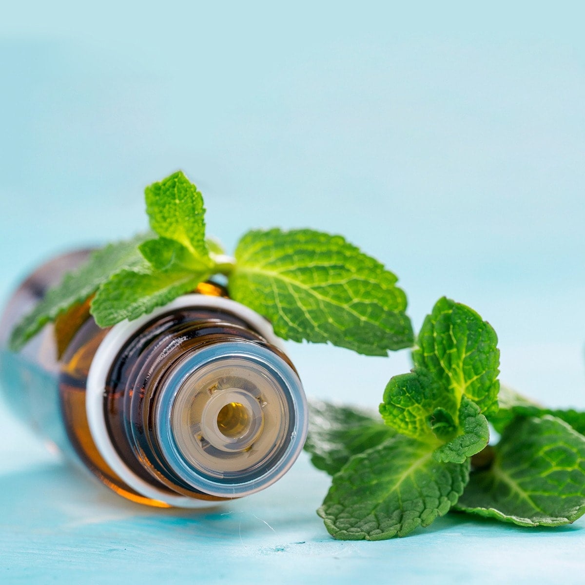 Peppermint essential oil and fresh peppermint sprigs, a popular herbal insect repellent for mosquitoes and fleas