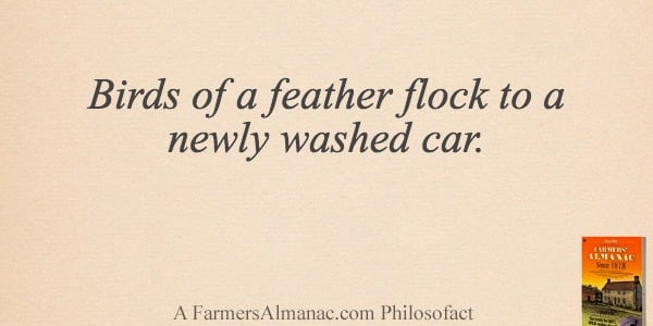 Birds of a feather flock to a newly washed car.image preview