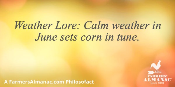 Weather Lore: Calm weather in June sets corn in tune.image preview