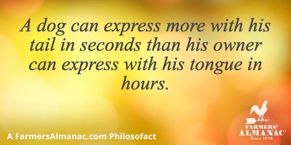 A dog can express more with his tail in seconds than his owner can express with his tongue in hours.image preview