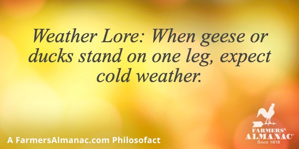 Weather Lore: When geese or ducks stand on one leg, expect cold weather.image preview